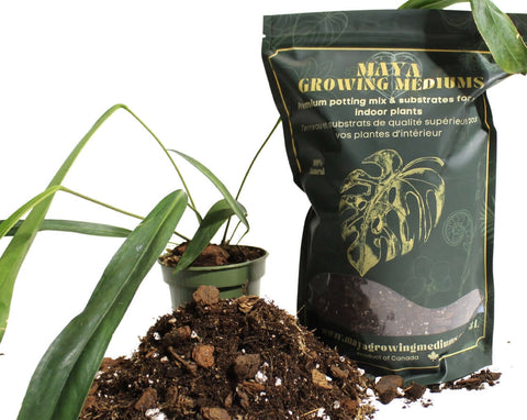 Aroid Blend- Potting Soil For Indoor Plants with plant