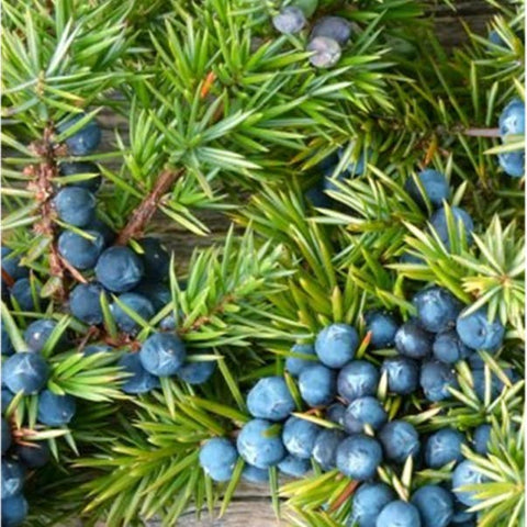 Hand rolled Juniper Incense