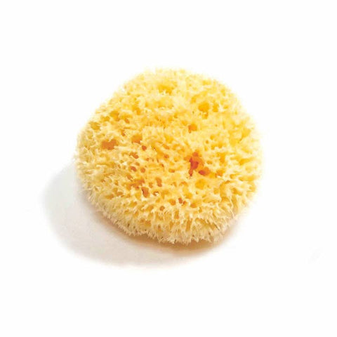 Yellow sea sponge on a white background