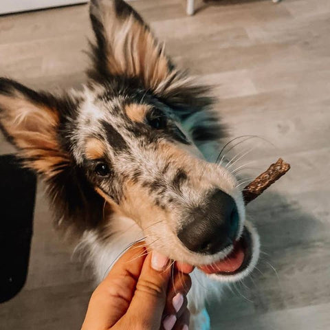 Dog with a stick in its mouth being held by a person indoors.