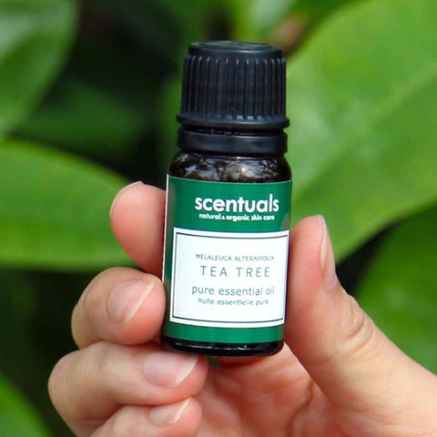 Hand holding a bottle of Scentuals Tea Tree pure essential oil against a green leafy background