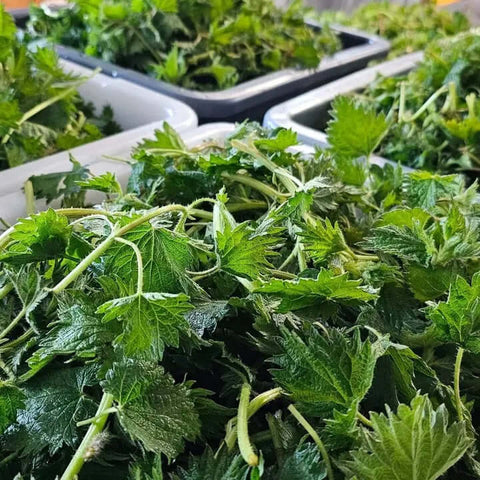 Wild Nettles + Tamanu Wild Herb Infused Smoothing Salve