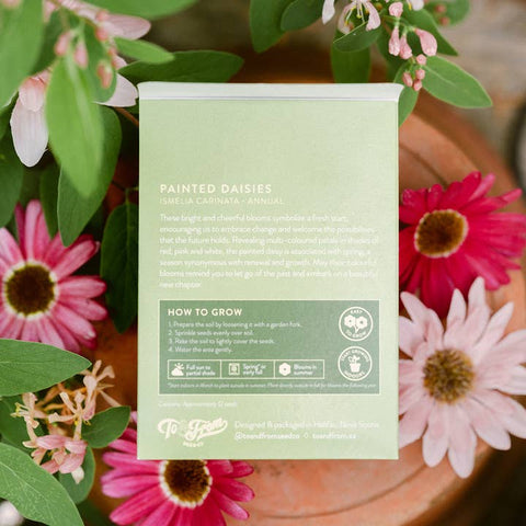 Daisy seeds Canada colourful flower seeds