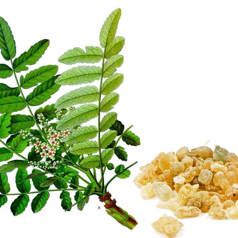 Pure frankincense oil bottle Vancouver shop