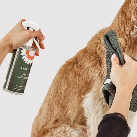Person cleaning a dog with a spray can and towel on a white background