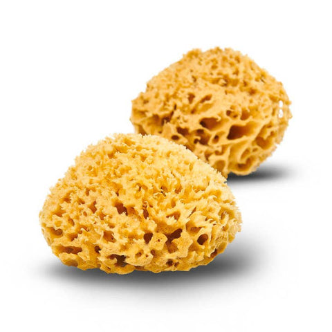 Two yellow sea sponges on a white background