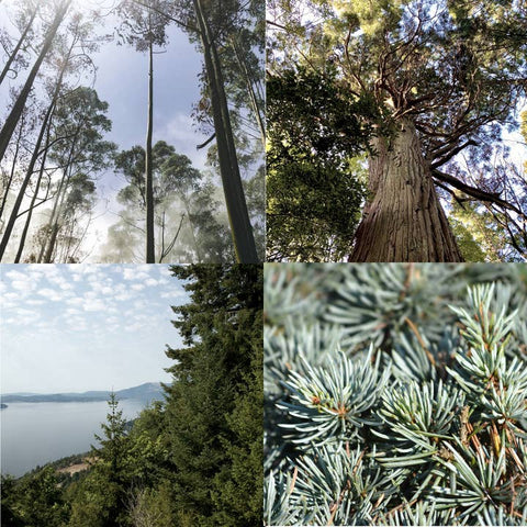 Collage of trees with different views and details