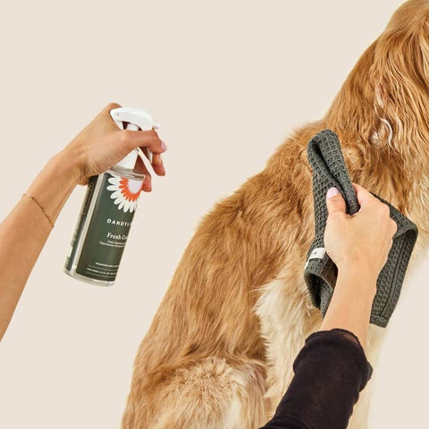 Person grooming a dog with a spray bottle and towel, with a neutral background