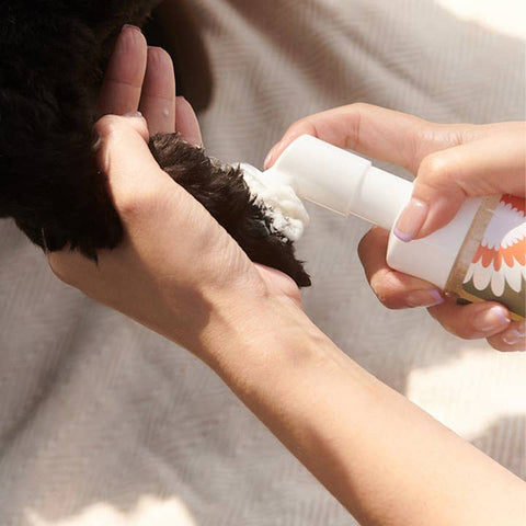 Person applying a product to a dog's fur with a brush