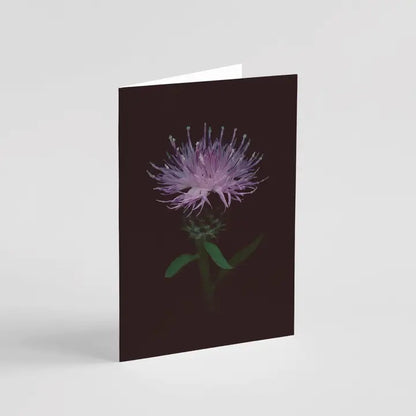 Black Knapweed Greeting Card