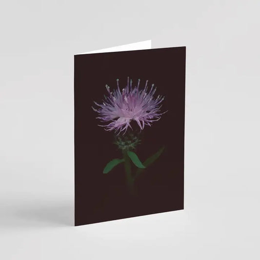 Black Knapweed Greeting Card