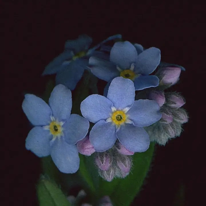 Woodland Forget-Me-Not Greeting Card