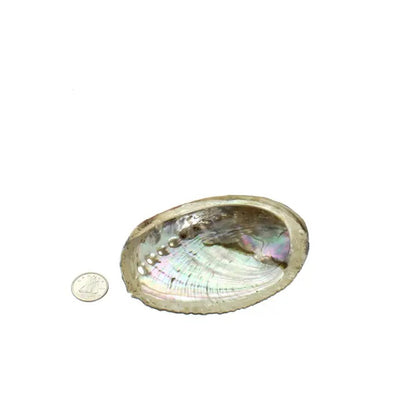 Abalone Shell (Small)