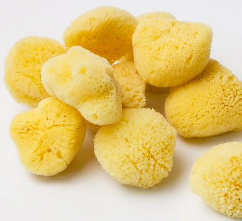 Yellow sea sponge balls on a white background