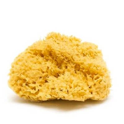Yellow sea sponge on a white background