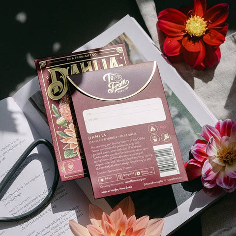 Dahlia (Kindness) - Floriography Seed Packet - Soil - To & From Gift Co.