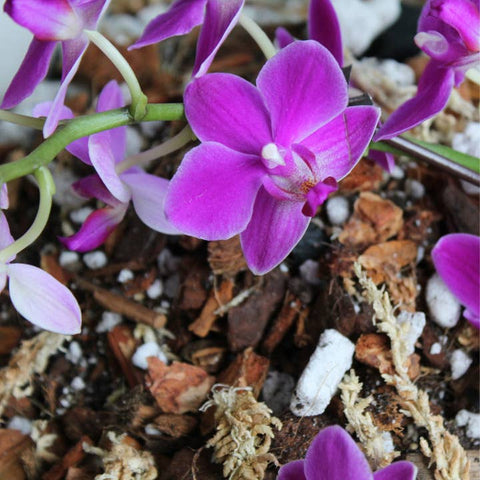 Orchid Potting Soil For Indoor Plants