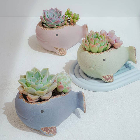 Little Whale Planter