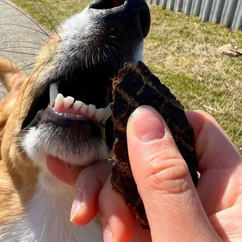 dog eating dried pork liver