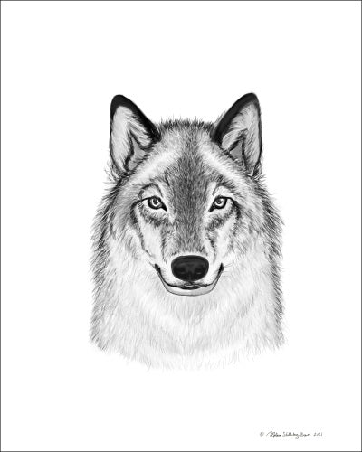 True North Creations - Timber Wolf Print